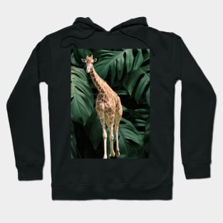 Long Necked Giraffe Surrounded by Green Leaves Hoodie